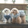 ローラアシュレイホーム(LAURA ASHLEY HOME)のマーブルック柄 ドッグウエア11