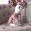 ローラアシュレイホーム(LAURA ASHLEY HOME)のアマイヤ ディッツィー柄 ドッグウエア レッド(163)