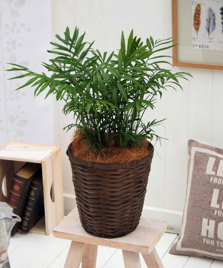 観葉植物 テーブルヤシ バスケット 観葉植物 日比谷花壇 ヒビヤカダン ワールド オンラインストア World Online Store