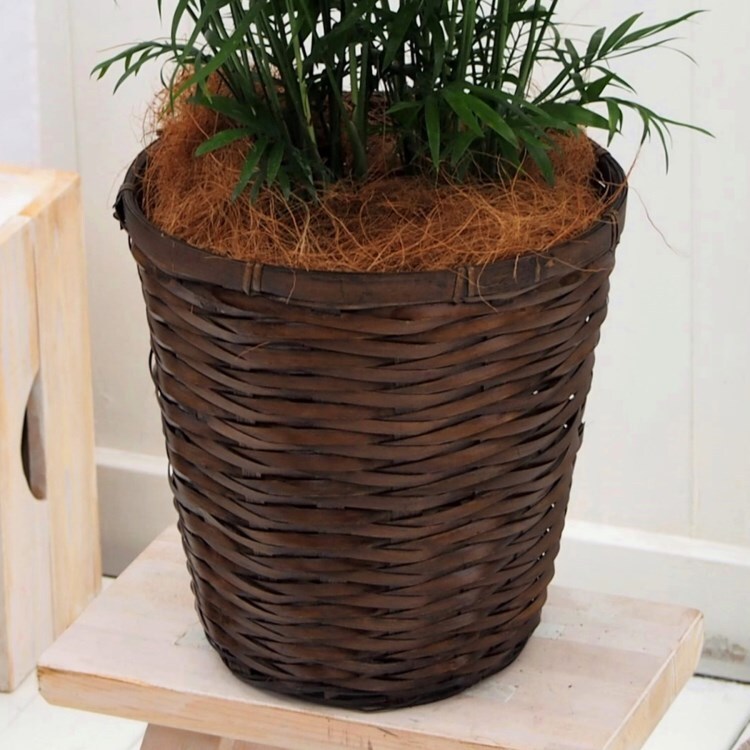 観葉植物 テーブルヤシ バスケット 観葉植物 日比谷花壇 ヒビヤカダン ワールド オンラインストア World Online Store