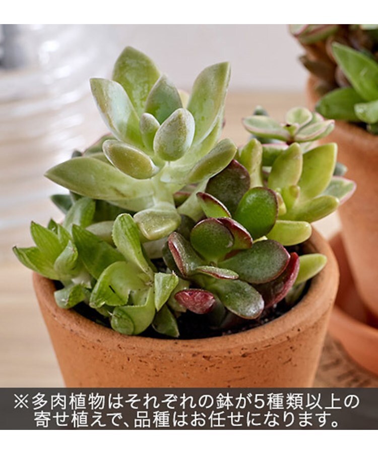 多肉植物 寄せ植え3個セット 観葉植物 日比谷花壇 ヒビヤカダン ワールド オンラインストア World Online Store 多肉植物 寄せ植え3個セット 観葉植物 日比谷花壇 ヒビヤカダン ワールド オンラインストア World Online Store