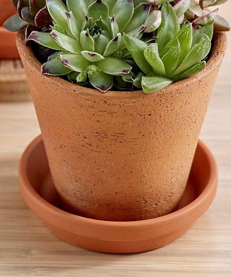 多肉植物 寄せ植え3個セット 観葉植物 日比谷花壇 ヒビヤカダン ワールド オンラインストア World Online Store 多肉植物 寄せ植え3個セット 観葉植物 日比谷花壇 ヒビヤカダン ワールド オンラインストア World Online Store