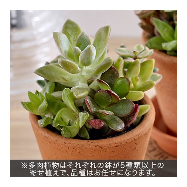 多肉植物 寄せ植え3個セット 観葉植物 日比谷花壇 ヒビヤカダン ワールド オンラインストア World Online Store 多肉植物 寄せ植え3個セット 観葉植物 日比谷花壇 ヒビヤカダン ワールド オンラインストア World Online Store