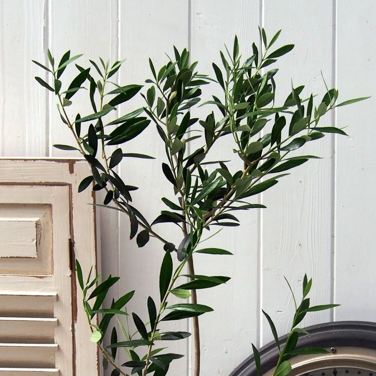 観葉植物 オリーブ 観葉植物 日比谷花壇 ヒビヤカダン ワールド オンラインストア World Online Store 観葉植物 オリーブ 観葉植物 日比谷花壇 ヒビヤカダン ワールド オンラインストア World Online Store