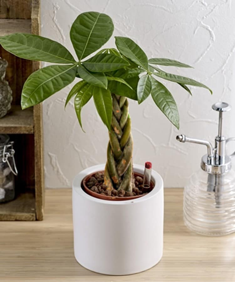 ハイドロカルチャー 観葉植物の人気商品 通販 価格比較 価格 Com ハイドロカルチャー 観葉植物の人気商品 通販 価格比較 価格 Com