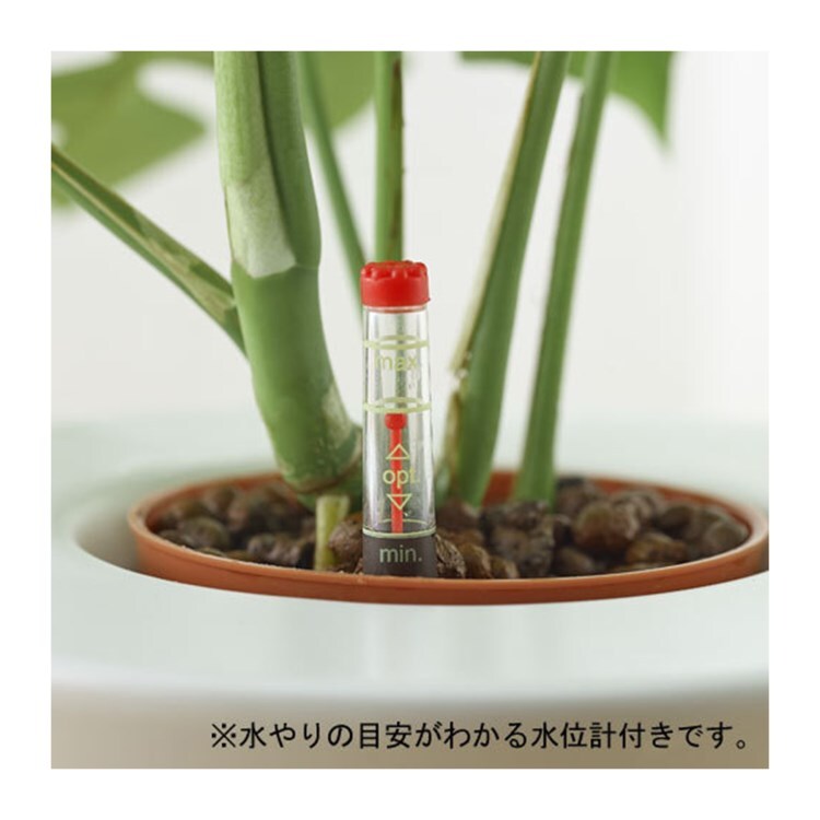 お手入れかんたん観葉植物 パキラ ミューレンベキア 観葉植物 日比谷花壇 ヒビヤカダン ワールド オンラインストア World Online Store