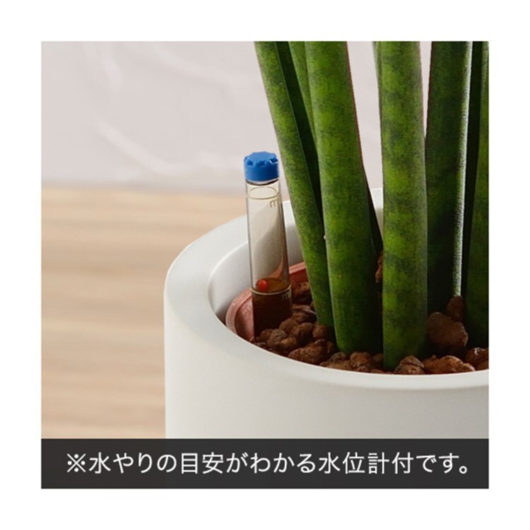観葉植物 サンスベリア バキュラリス シリンダーホワイト 観葉植物 日比谷花壇 ヒビヤカダン ワールド オンラインストア World Online Store 観葉植物 サンスベリア バキュラリス シリンダーホワイト 観葉植物 日比谷花壇 ヒビヤカダン ワールド オンラインストア World Online Store
