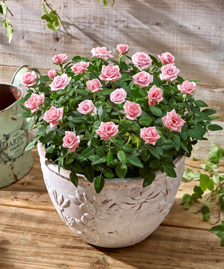 大西隆コレクション ミニバラ スウィートボウル ピンク 季節の花鉢 日比谷花壇 ヒビヤカダン ワールド オンラインストア World Online Store