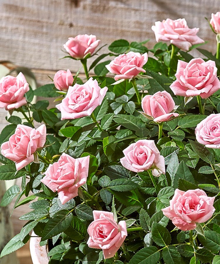 大西隆コレクション ミニバラ スウィートボウル ピンク 季節の花鉢 日比谷花壇 ヒビヤカダン ワールド オンラインストア World Online Store