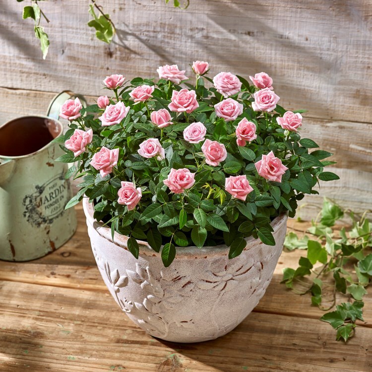大西隆コレクション ミニバラ スウィートボウル ピンク 季節の花鉢 日比谷花壇 ヒビヤカダン ワールド オンラインストア World Online Store 大西隆コレクション ミニバラ スウィートボウル ピンク 季節の花鉢 日比谷花壇 ヒビヤカダン ワールド オンラインストア World Online Store