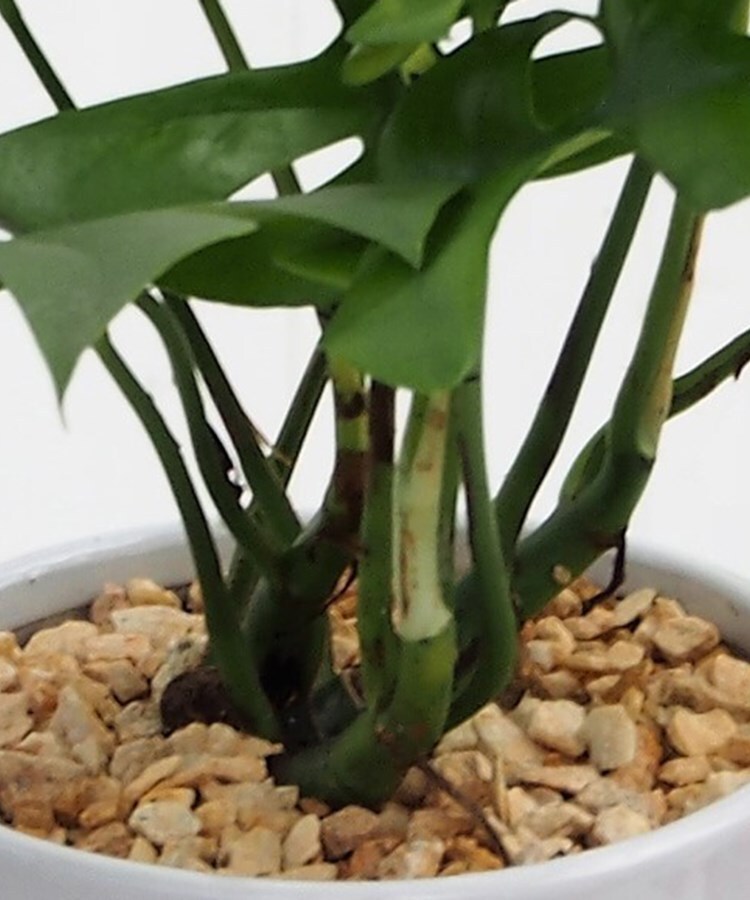 観葉植物 ヒメモンステラ ホワイトポット 観葉植物 日比谷花壇 ヒビヤカダン ワールド オンラインストア World Online Store