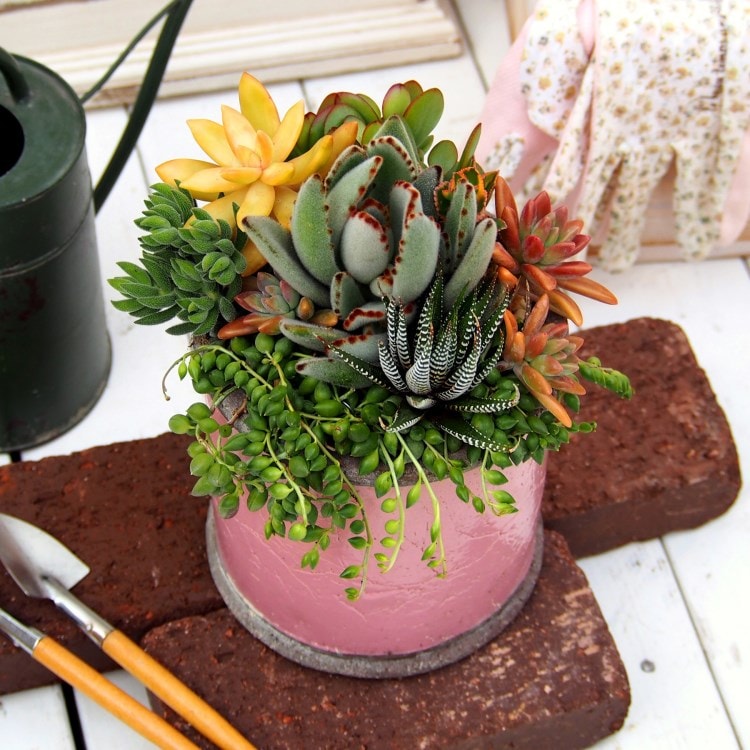 多肉植物寄せ植え アンティークポット ピンク 観葉植物 日比谷花壇 ヒビヤカダン ワールド オンラインストア World Online Store 多肉植物寄せ植え アンティークポット ピンク 観葉植物 日比谷花壇 ヒビヤカダン ワールド オンラインストア World Online Store