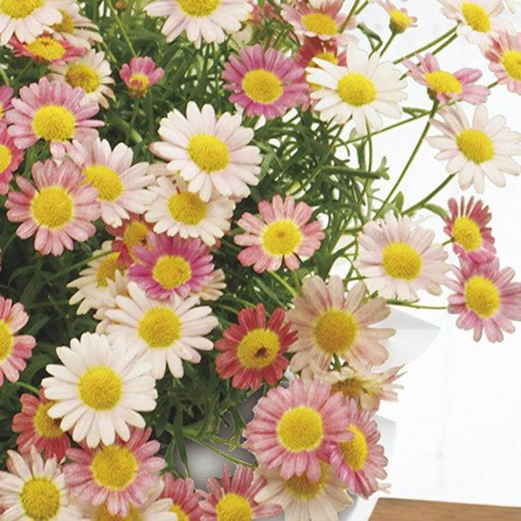母の日 マーガレット いちごみるく 季節の花鉢 日比谷花壇 ヒビヤカダン ワールド オンラインストア World Online Store 母の日 マーガレット いちごみるく 季節の花鉢 日比谷花壇 ヒビヤカダン ワールド オンラインストア World Online Store