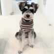 プティマイン(petit main)の【リンク】【DOG】ボーダーニットタンク5