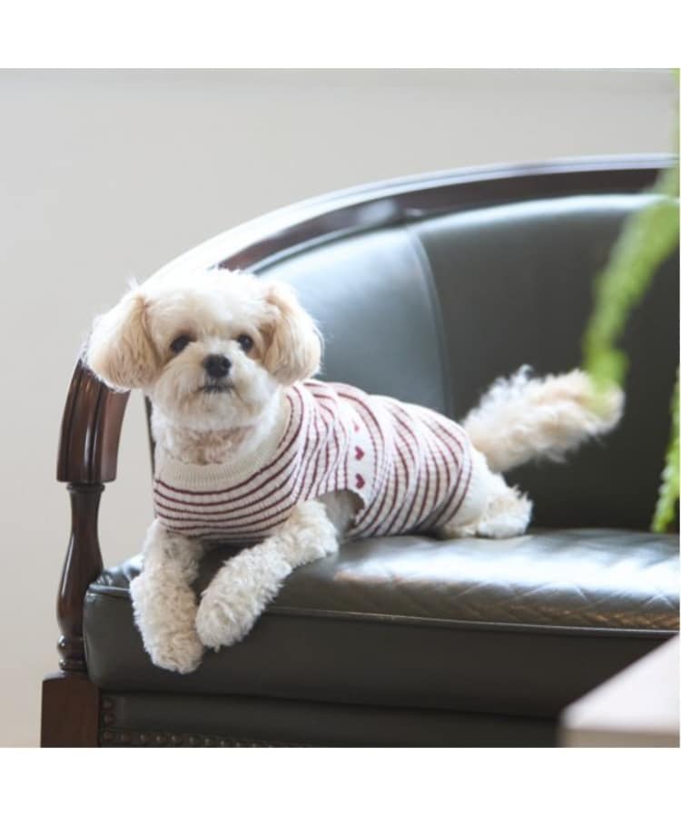 プティマイン(petit main)の【リンク】【DOG】ハートリブニットタンク1