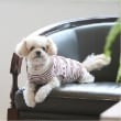 プティマイン(petit main)の【リンク】【DOG】ハートリブニットタンク1