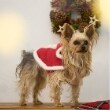 プティマイン(petit main)の【DOG】クリスマスポンチョ2