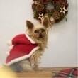 プティマイン(petit main)の【DOG】クリスマスポンチョ レッド(061)