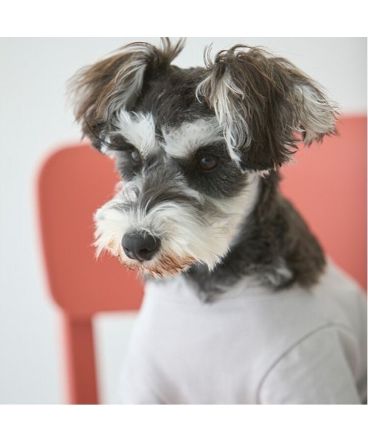 プティマイン(petit main)の【リンク】【DOG】乗り物アップリケTシャツ3