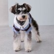 プティマイン(petit main)の【リンク】【DOG】ラガーシャツ2