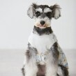 プティマイン(petit main)の【リンク】【DOG】花柄ドッキングワンピ5