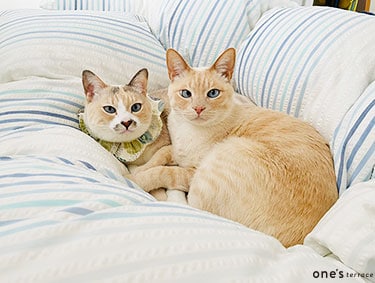 【#ニャンズテラス #猫のいる暮らし】 兄妹のように仲良し、おいもとももも | one'sterrace（ワンズテラス）