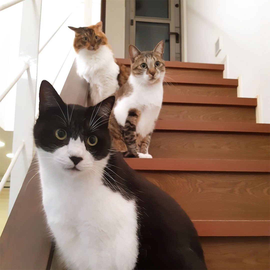 キャスケット どら猫 の通販