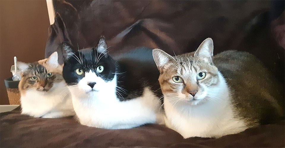 何でもない日の、私の話 | #猫のいる暮らし と #猫あるある | 【公式